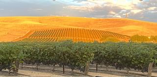 Glowing Foothills Highlight Serene Vineyard: Photo Of The Day