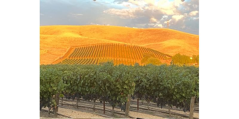 Glowing Foothills Highlight Serene Vineyard: Photo Of The Day