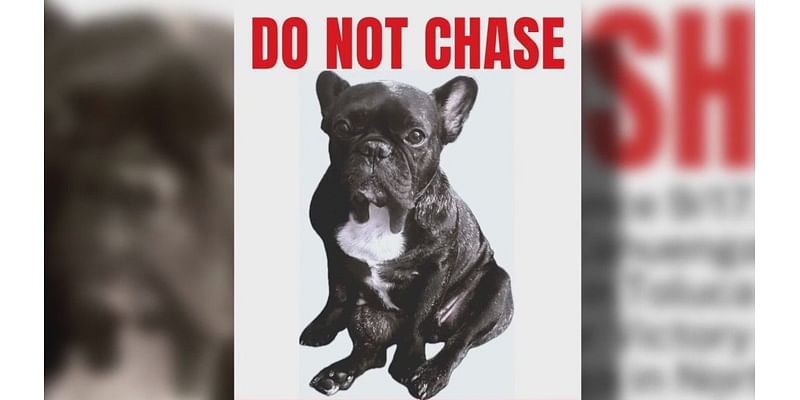 'Rover' app dog sitter loses French bulldog 'Mushie'