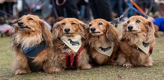 What a dasching sight! Thousands of sausage dogs take over seaside town for biggest gathering of its type in the world