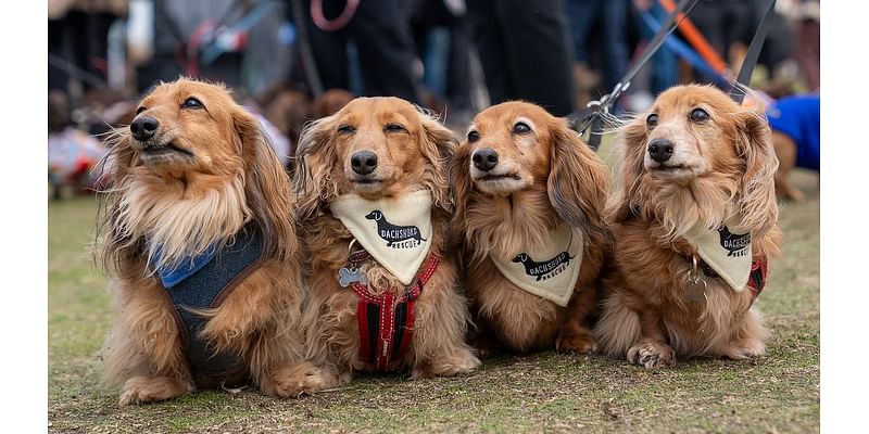 What a dasching sight! Thousands of sausage dogs take over seaside town for biggest gathering of its type in the world