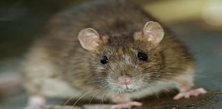 Detroit Listed Among Most Rodent-Infested Cities In U.S.: Terminix