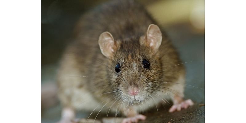 Detroit Listed Among Most Rodent-Infested Cities In U.S.: Terminix