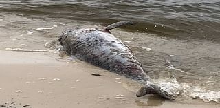 Federal judge throws out case over Mississippi Sound dolphin deaths. Here’s why