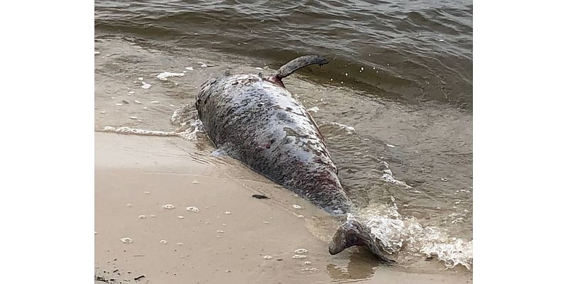 Federal judge throws out case over Mississippi Sound dolphin deaths. Here’s why