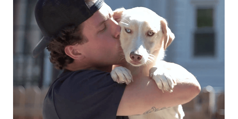 D.C. dog rescuer: How an animal lover is saving dozens of dogs from kill shelters