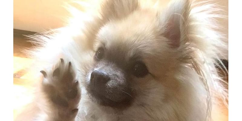 Adorable Pomeranian meets horrific fate after wandering into neighbor's yard