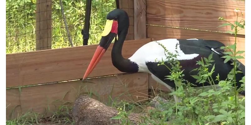 North Florida Wildlife Center helping to save rare and threatened species