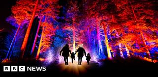 Bedgebury National Pinetum: Christmas trail lights up Kent forest