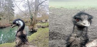 Animal sanctuary shares pictures of emu poo in attempt to find missing bird