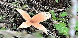 Did you hear that? The outspoken Texas state mushroom is hissing its way into parks