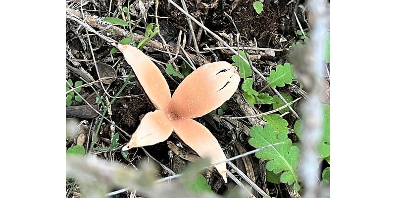 Did you hear that? The outspoken Texas state mushroom is hissing its way into parks