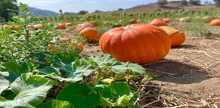 Where To Pick Pumpkins Near Holmdel-Hazlet This Fall