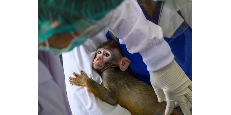 Scientists who object to animal testing claim they are frozen out by peers