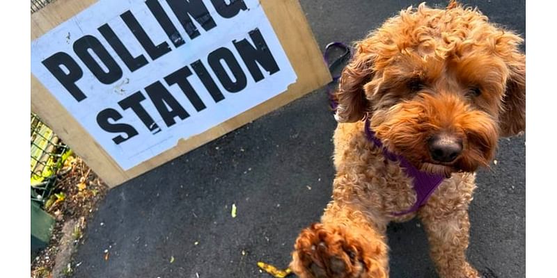 General Election can only mean one thing, it's dogs at polling stations day! Pet lovers bring their pooches along to cast their votes as polls open for millions