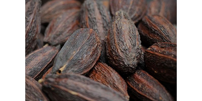 Cocoa may protect against negative effects of fatty foods when stressed – study