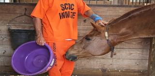 ‘They change each other’: SC inmates and retired racehorses get a Second Chance at prison farm