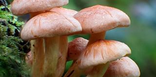 Best Mushroom Gummies: Experience The Magic Benefits of Mushrooms