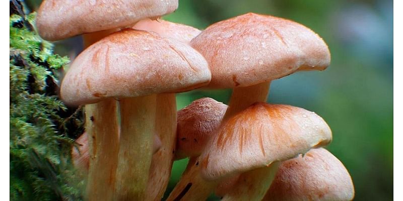 Best Mushroom Gummies: Experience The Magic Benefits of Mushrooms