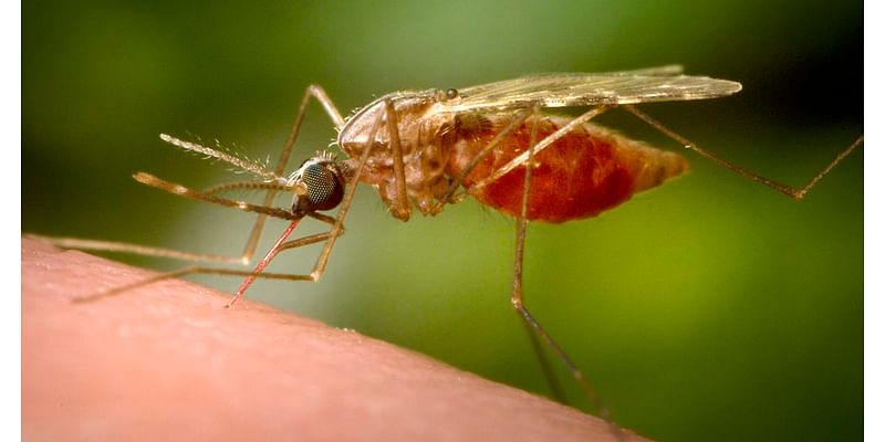 NY reports first human EEE case since 2015