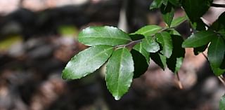 Yaupon can be both an annoying garden plant and healthy tea