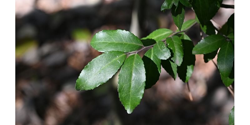 Yaupon can be both an annoying garden plant and healthy tea