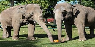 Lawsuit Against City of New Bedford Over Buttonwood Park Zoo Elephants Dismissed