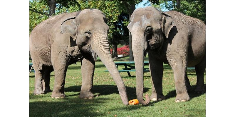 Lawsuit Against City of New Bedford Over Buttonwood Park Zoo Elephants Dismissed