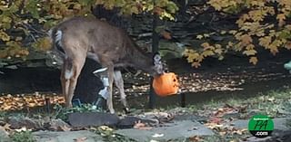 Wildlife officials warn about deadly Halloween decorations