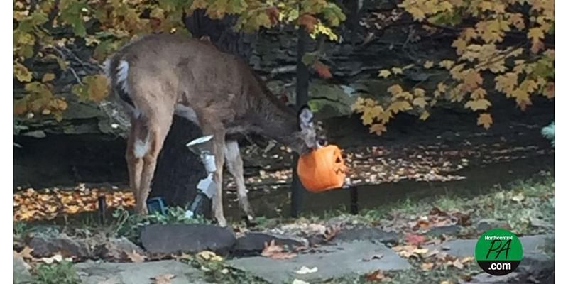 Wildlife officials warn about deadly Halloween decorations