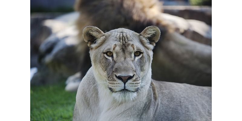 Will UNA bring live lions back to campus?