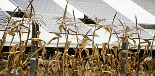 Crops, cows, and solar panels? Why farmers are harvesting sunlight.