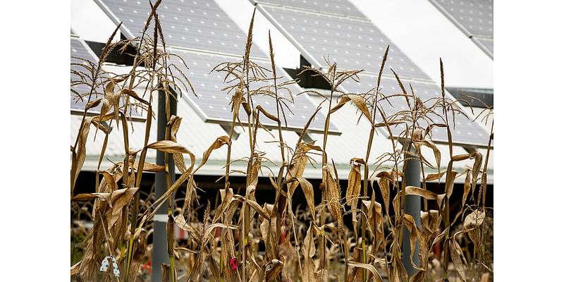 Crops, cows, and solar panels? Why farmers are harvesting sunlight.