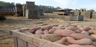 Mississippi growers see good sweet potato yields