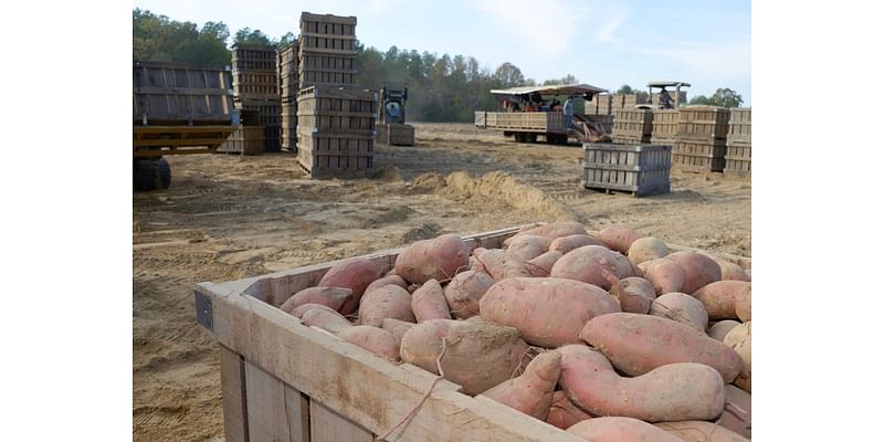 Mississippi growers see good sweet potato yields