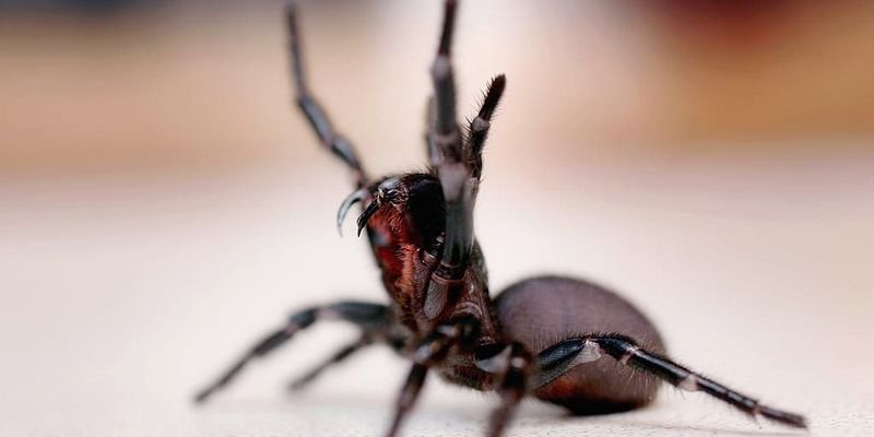 Wanted: Donations of massive, deadly Australian spider for milking