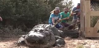Nearly 40 alligators removed from South Padre Island sanctuary ahead of Hurricane Beryl