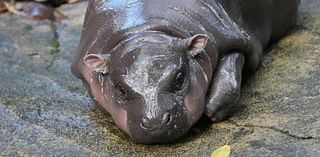 Thailand's adorable pygmy hippo Moo Deng has a face that launched a thousand memes