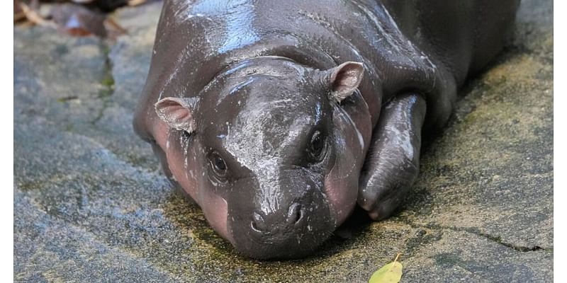 Thailand's adorable pygmy hippo Moo Deng has a face that launched a thousand memes