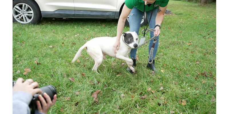 Adoptable Pet of the Day, meet Hutch