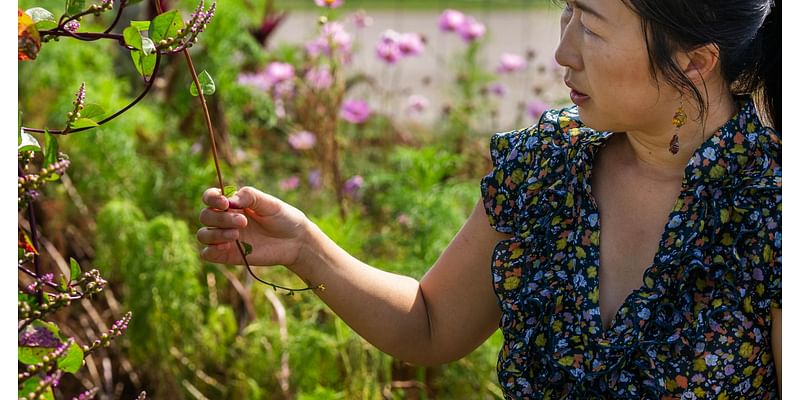 Hmong garden at the Minnesota Landscape Arboretum documets and preserves healing plants.