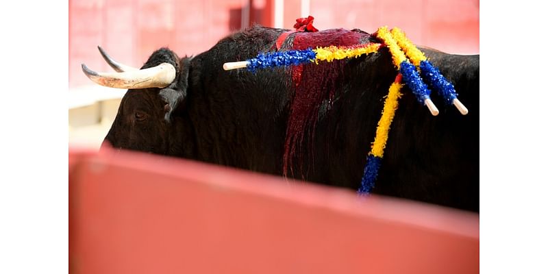 France's bullfighters see red over bill to ban under-16s