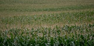 USDA crop report projects record U.S. yields