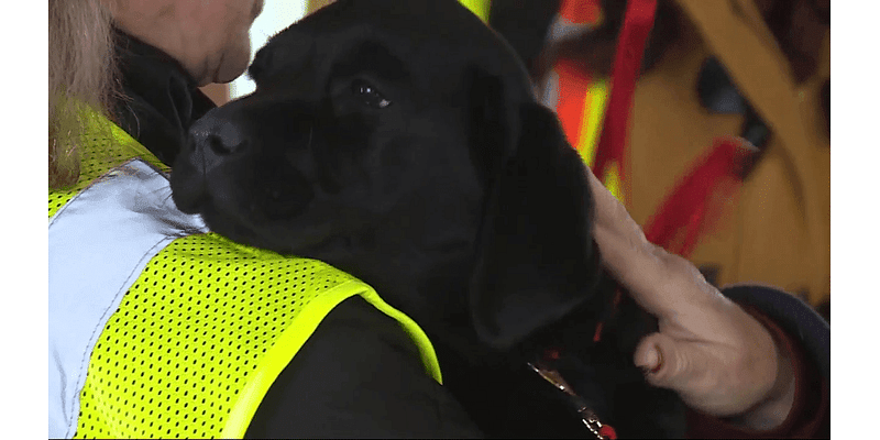 First 4 'Liberty Dog' puppies training to become service animals for veterans