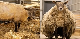 Ewe dubbed 'Britain's loneliest sheep' struggles to bond with other farm animals following two years alone in the wilderness, reveals farmer