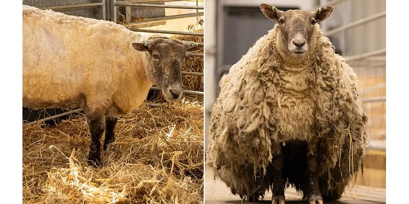 Ewe dubbed 'Britain's loneliest sheep' struggles to bond with other farm animals following two years alone in the wilderness, reveals farmer