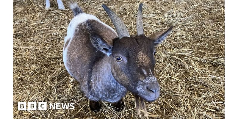 Dairyland search for new homes for Cornwall farm park animals