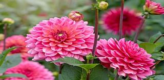 When to Plant Dahlias for the Most Beautiful Blooms, According to Gardening Experts