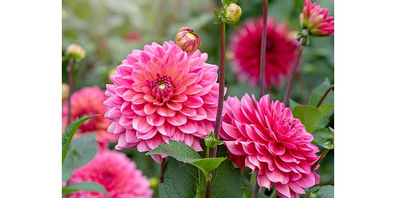 When to Plant Dahlias for the Most Beautiful Blooms, According to Gardening Experts