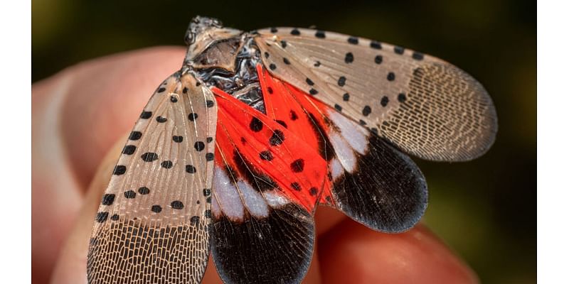 Invasive spotted insect found in Georgia could be 'serious threat,' officials say